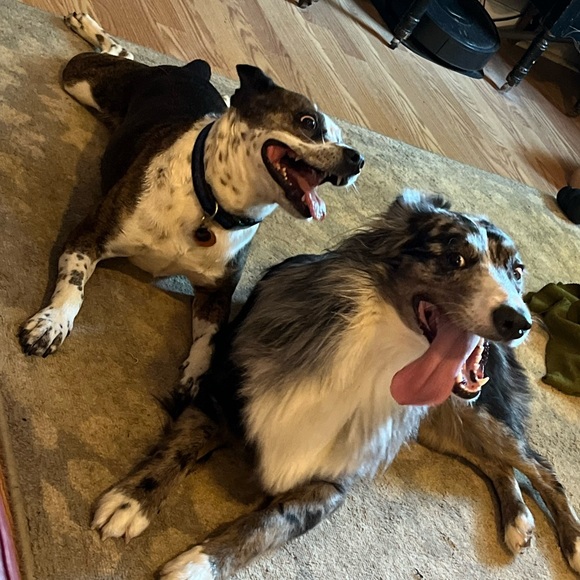 Meet your Posher, Jeanie - Picture 6 of 16